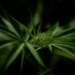Florida Poised to Ban Delta-8 THC and Other Hemp-Derived Cannabinoids